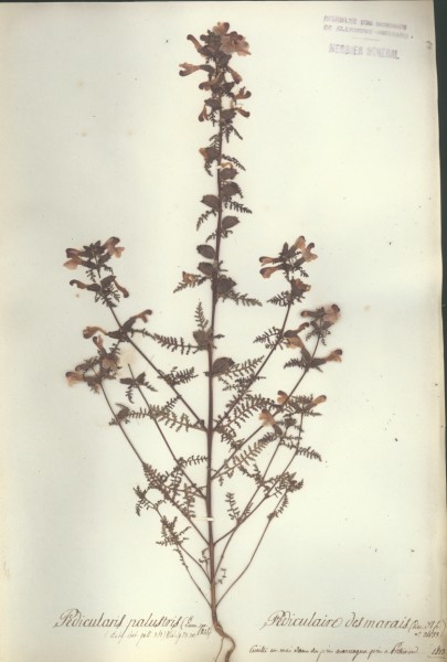 Pedicularis palustris CLF072197