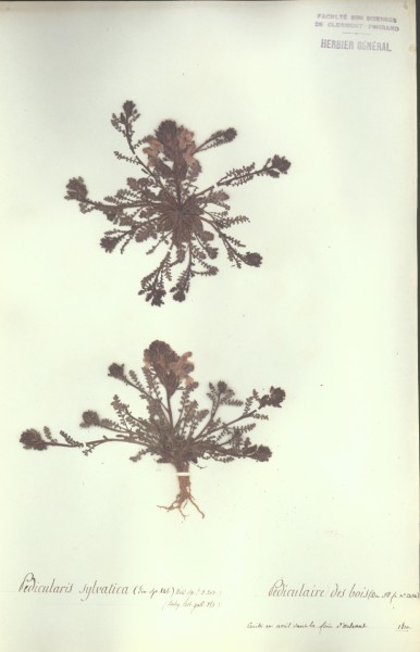 Pedicularis sylvatica CLF072221