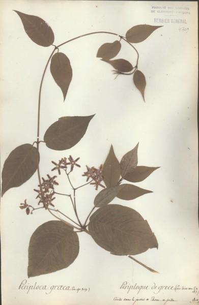 Periploca graeca CLF059855