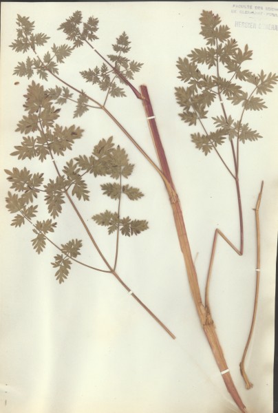 Peucedanum alsaticum 2