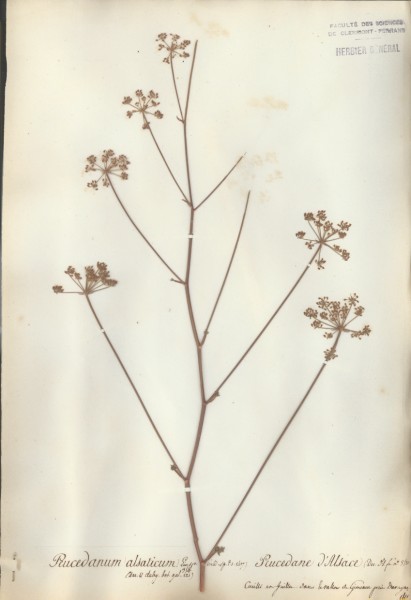Peucedanum alsaticum