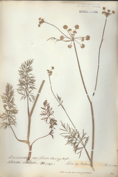 Peucedanum carvifolium