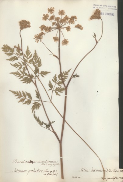 Peucedanum montanum CLF042352