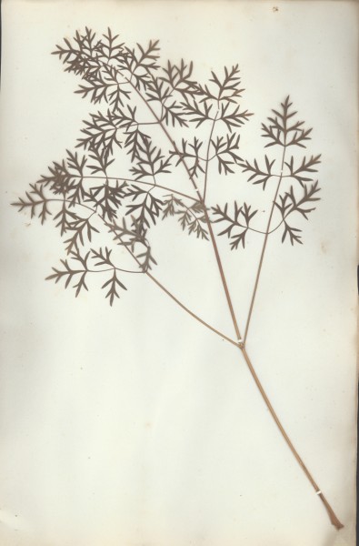 Peucedanum officinale  CLF042338