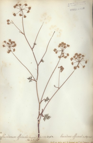 Peucedanum officinale CLF042338