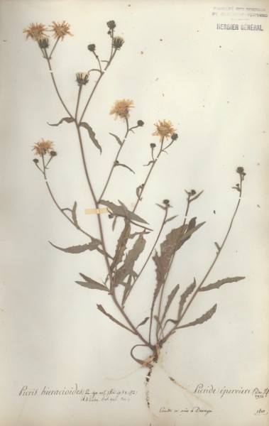 Picris hieracioides CLF052041