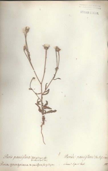 Picris pauciflora
