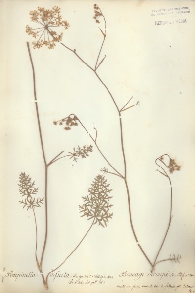 Pimpinella dissecta CLF040670
