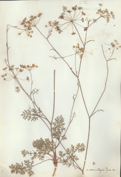 Pimpinella dissecta CLF040671