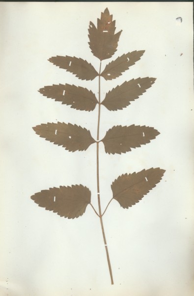 Pimpinella magna  CLF040653
