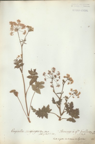 Pimpinella magna CLF040652