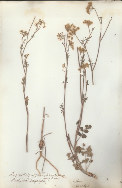 Pimpinella peregrina CLF040655