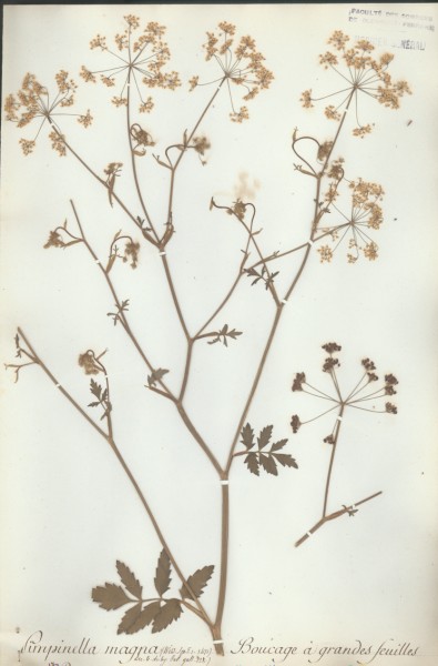 Pimpinenella magna CLF040653