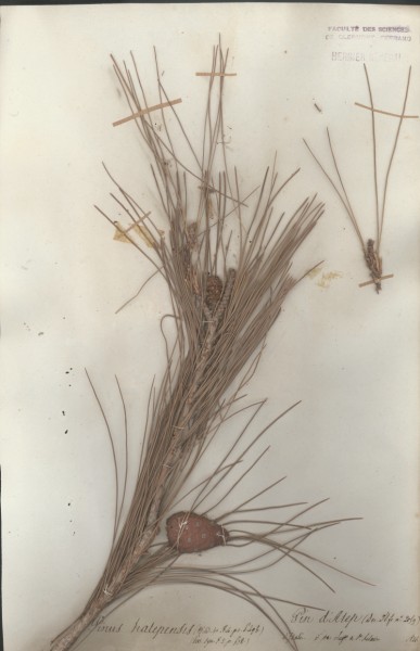 Pinus halepensis