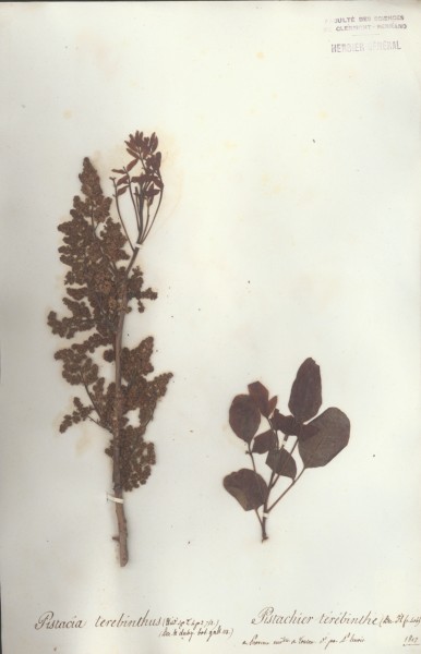 Pistacia terebinthus CLF023984