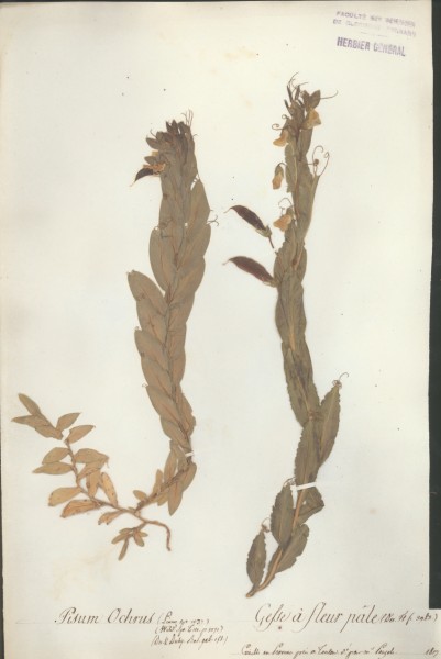 Pisum ochrus