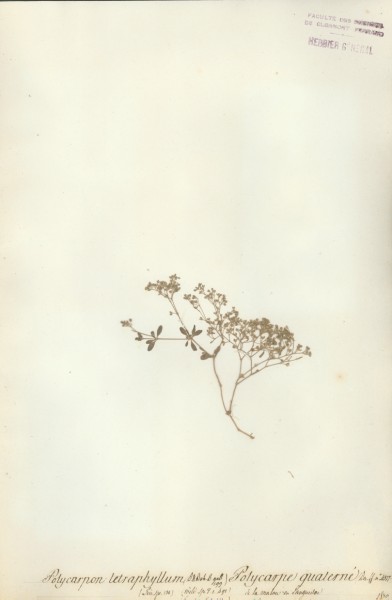 Polycarpon tetraphyllum CLF020150