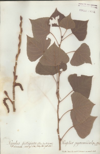 Populus fastigiata