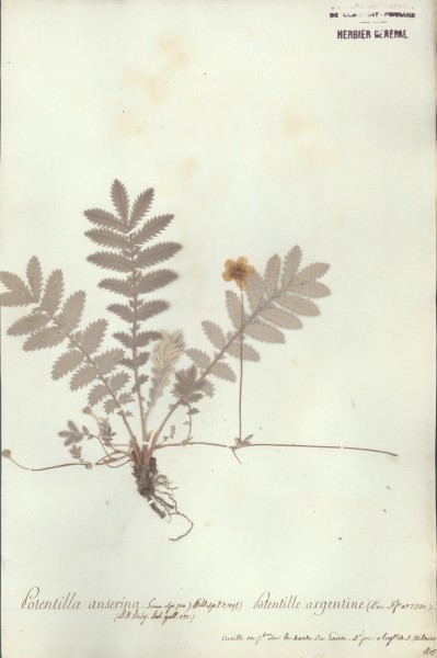 Potentilla anserina CLF033533