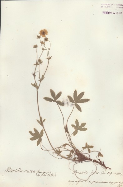 Potentilla aurea CLF033577