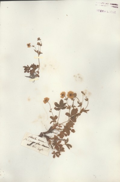 Potentilla aurea CLF033578