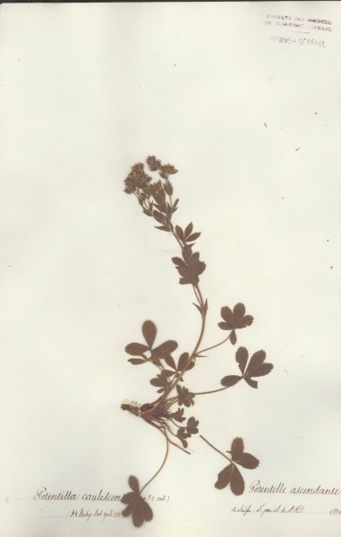Potentilla caulescens