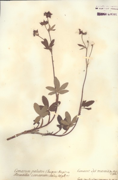 Potentilla comarum CLF033502