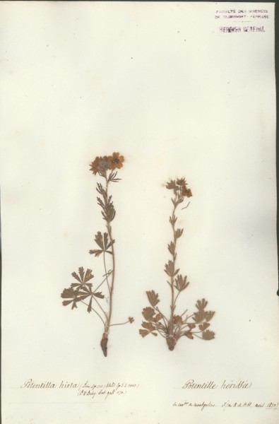 Potentilla hirta
