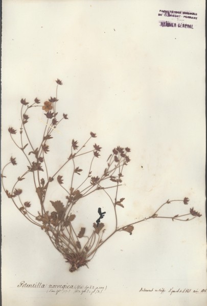 Potentilla norvegica CLF033734