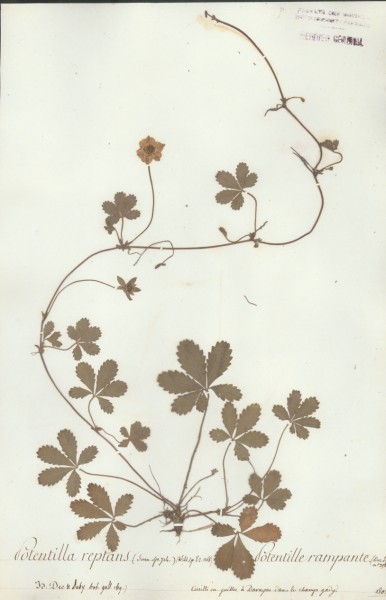 Potentilla reptans