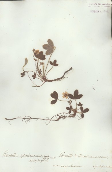 Potentilla splendens