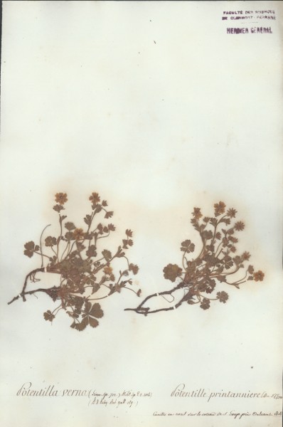 Potentilla verna CLF033882