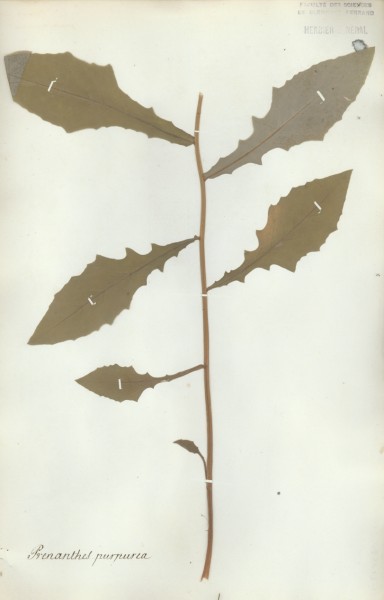 Prenanthes purpurea  CLF052650