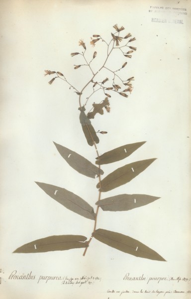 Prenanthes purpurea CLF052650
