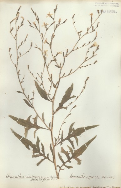 Prenanthes viminea CLF052835
