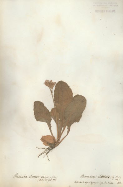 Primula elatior CLF053970