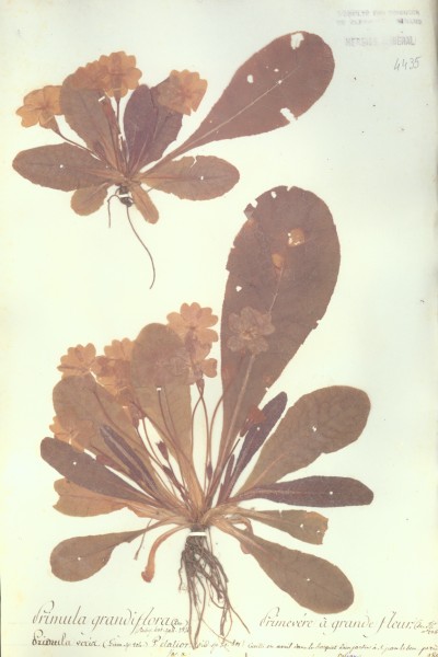 Primula grandiflora CLF059059