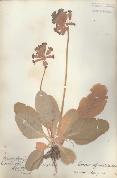Primula officinalis CLF059044