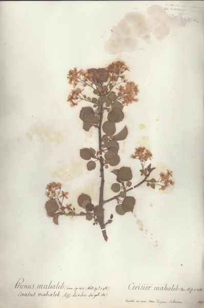 Prunus mabalel CLF033093