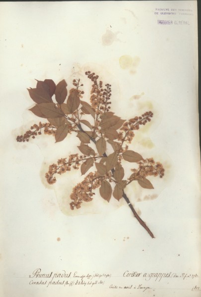 Prunus padus CLF033109