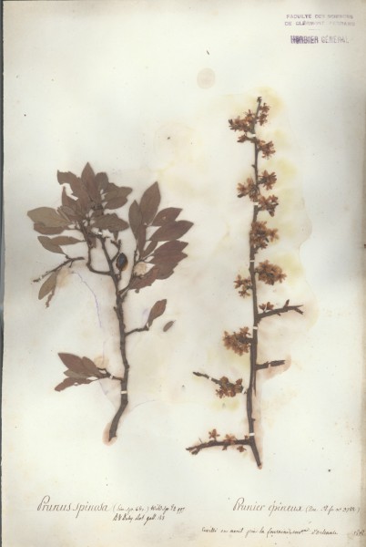 Prunus spinosa CLF033120