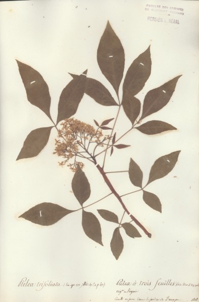 Ptelea trifoliata CLF023359