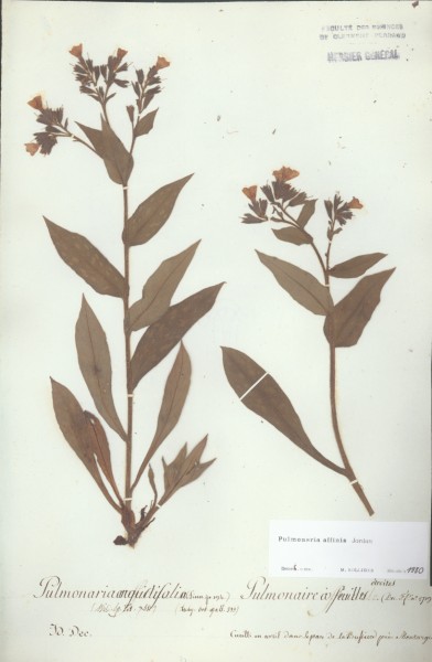 Pulmonaria affinis