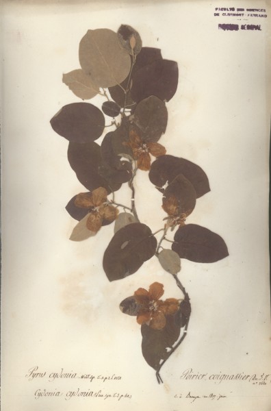 Pyrus cydonia CLF034305