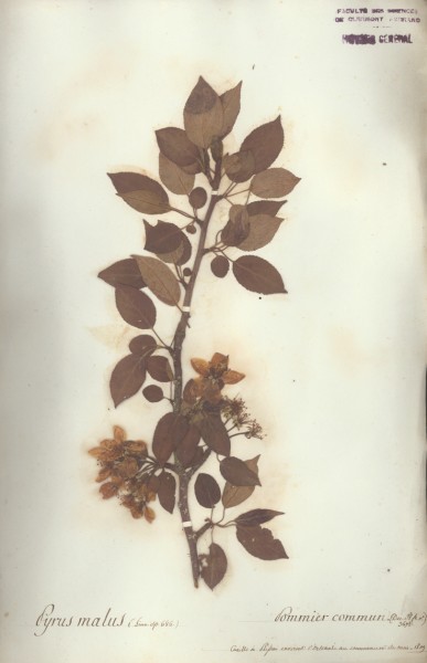 Pyrus malus CLF034345