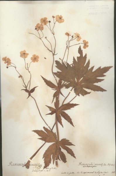 Ranunculus aconitifolius CLF004097