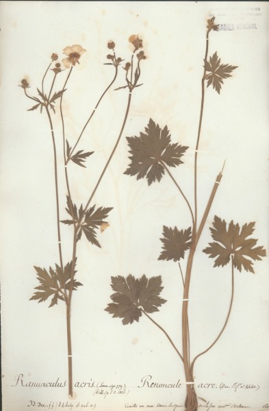 Ranunculus acris CLF006662