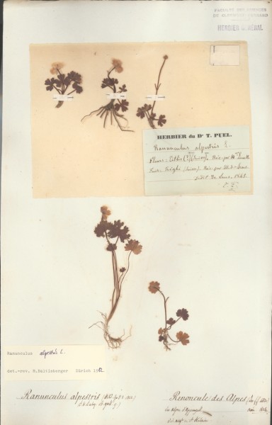 Ranunculus alpestris CLF004113