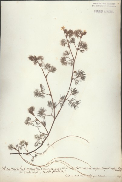 Ranunculus aquatilis CLF004240