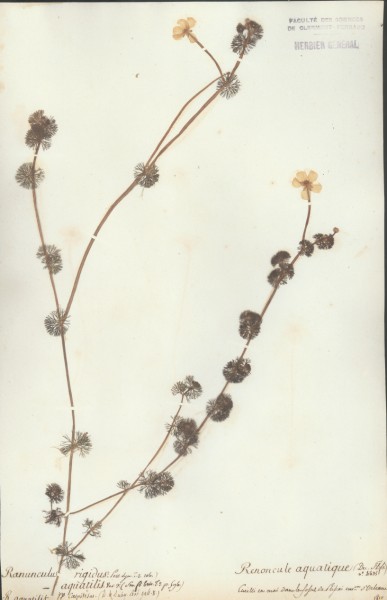Ranunculus aquatilis CLF006590